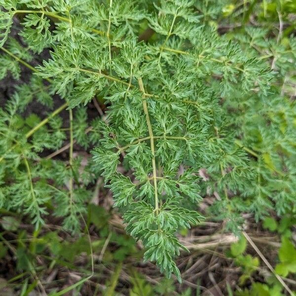 Lomatium dissectum Frunză