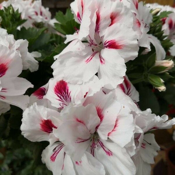 Pelargonium × hybridum Flower