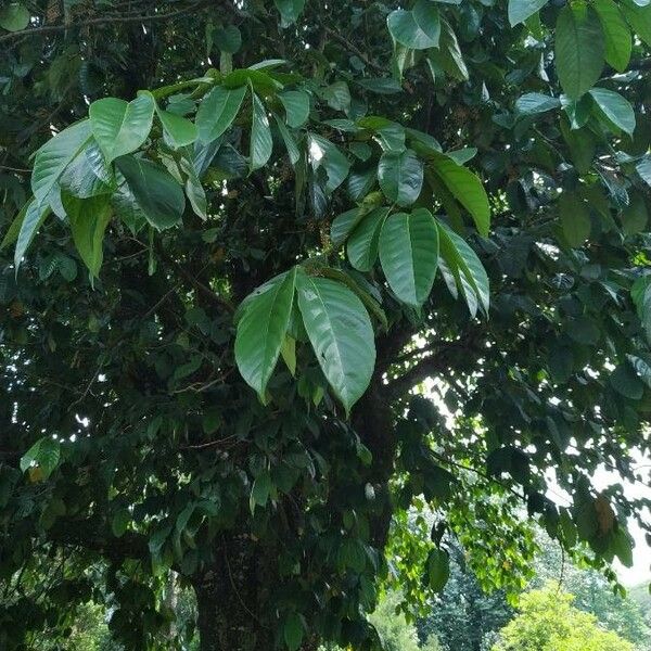 Eusideroxylon zwageri Blad