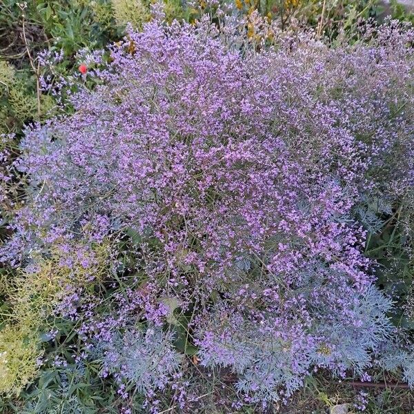 Limonium vulgare Blodyn