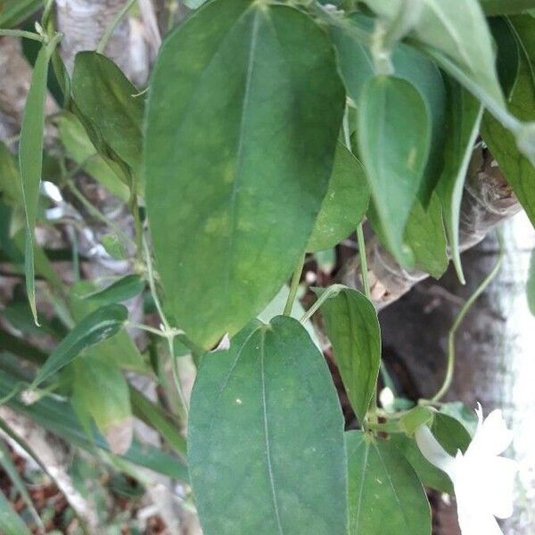 Thunbergia fragrans Blad