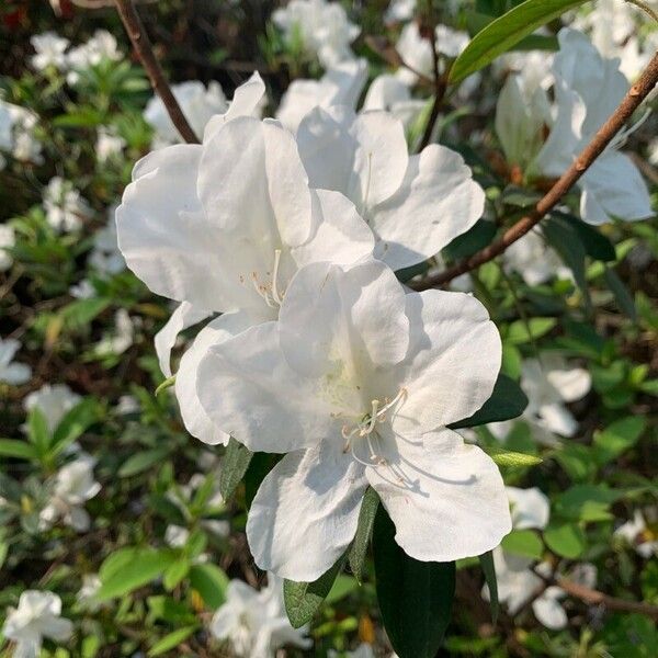 Bauhinia acuminata 花