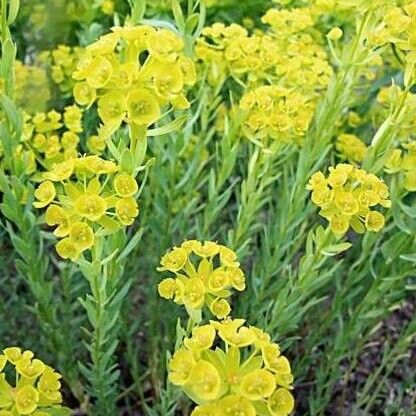 Euphorbia seguieriana Хабит