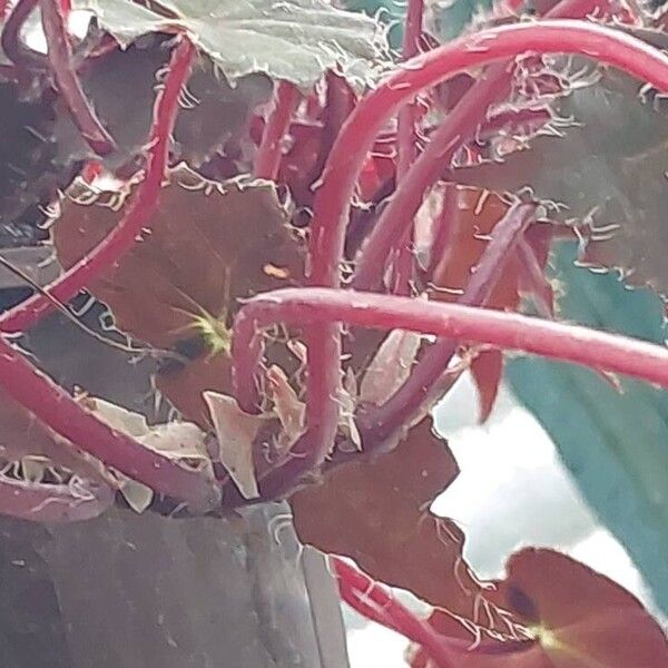 Begonia bowerae Lubje