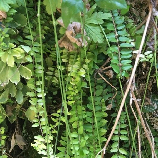 Asplenium alatum ᱥᱟᱠᱟᱢ