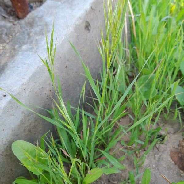 Bromus tectorum عادت