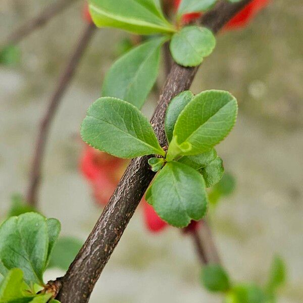 Chaenomeles speciosa Leaf