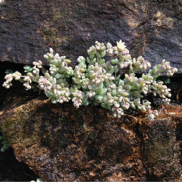 Sedum dasyphyllum 形態