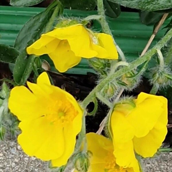 Potentilla hirta Cvet