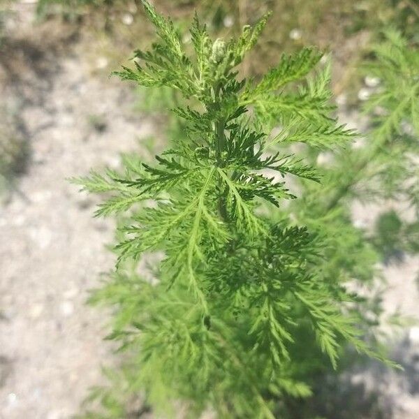 Artemisia annua Leaf