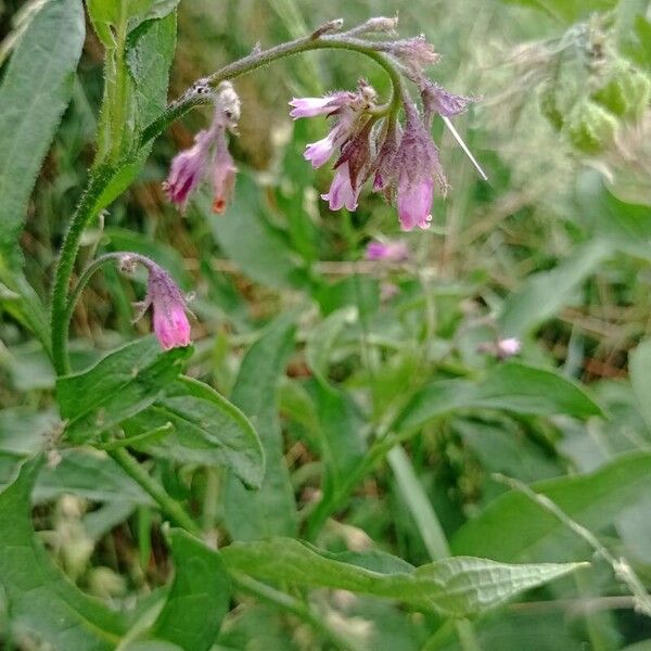 Symphytum officinale Cvet