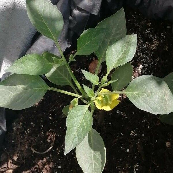 Physalis philadelphica Fulla