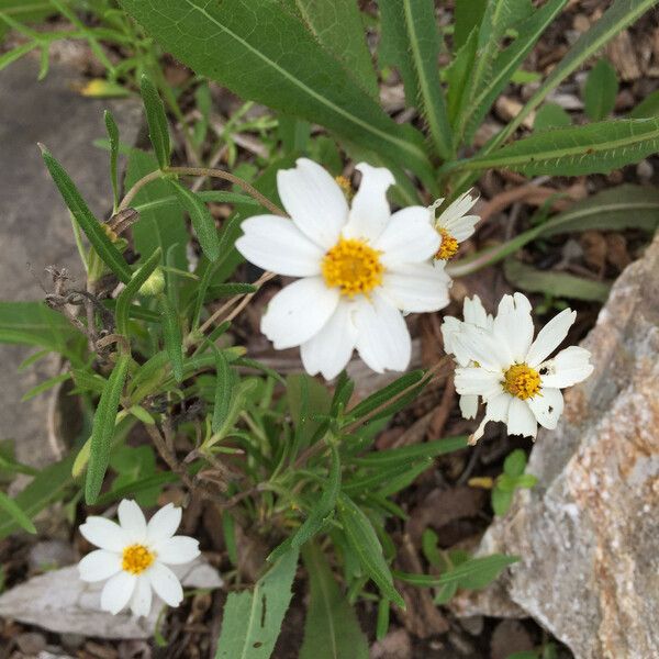 Melampodium leucanthum Blomst