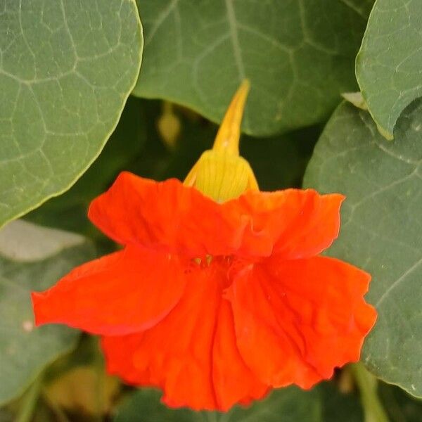 Tropaeolum majus Fiore