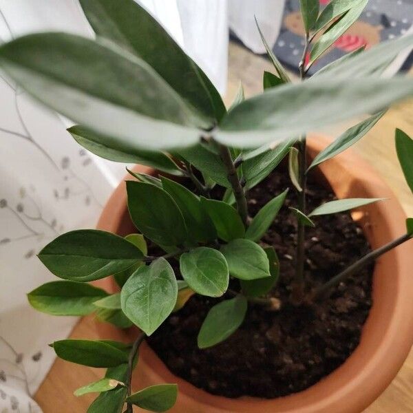 Zamioculcas zamiifolia Leaf