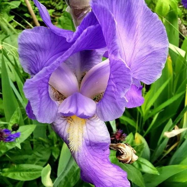 Iris × germanica Flower