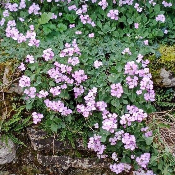 Arabis caucasica Habitat