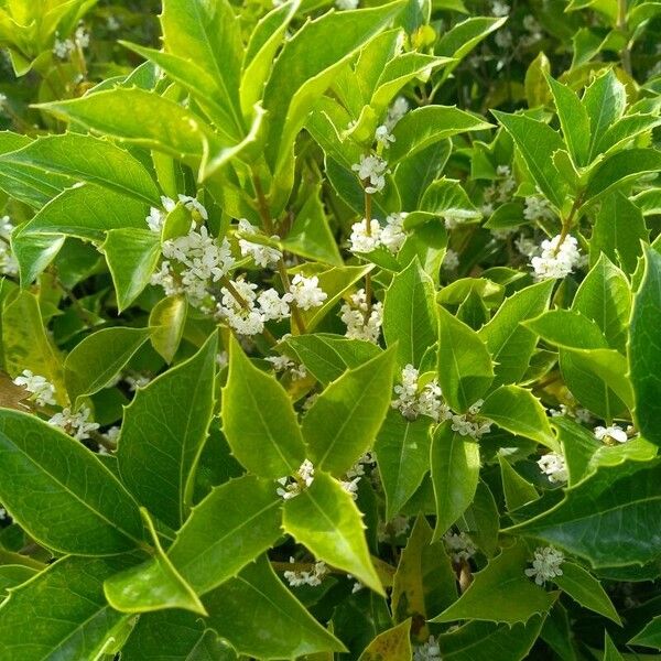 Osmanthus heterophyllus Foglia