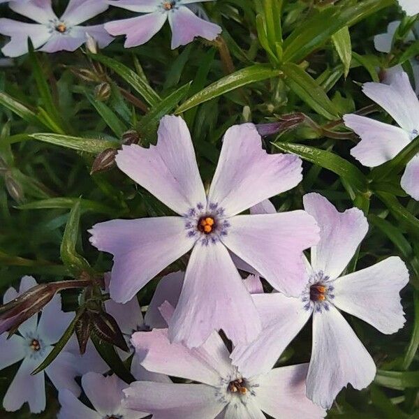 Phlox subulata Flower