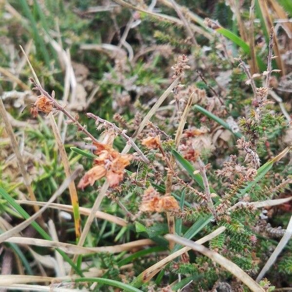 Erica ciliaris Blad