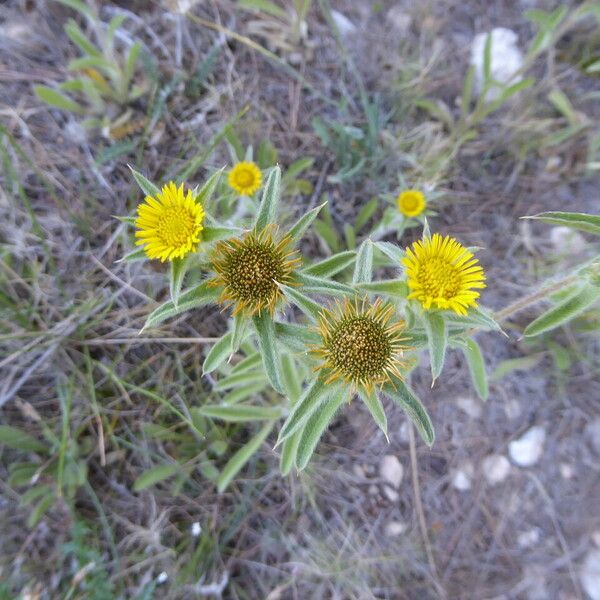 Pallenis spinosa অভ্যাস