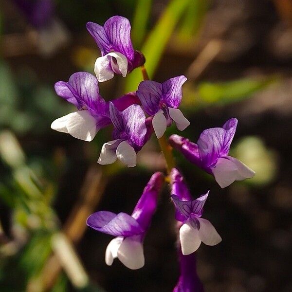 Vicia villosa Flower