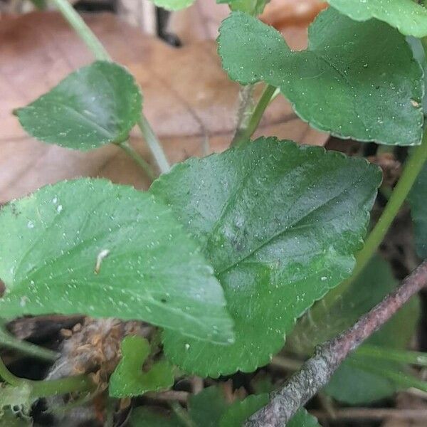 Viola reichenbachiana ഇല