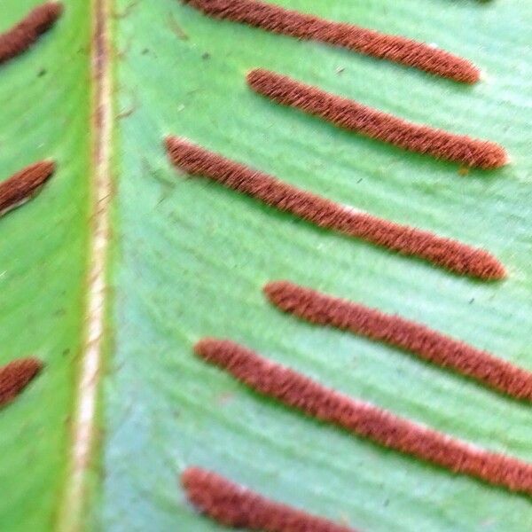 Asplenium scolopendrium Kita