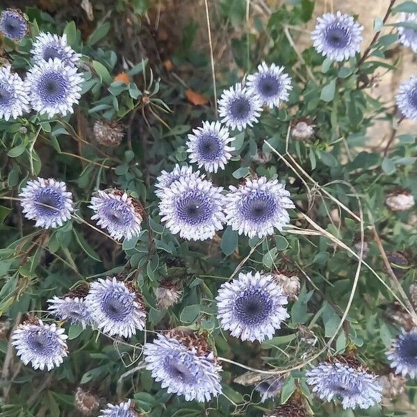 Globularia alypum Flower