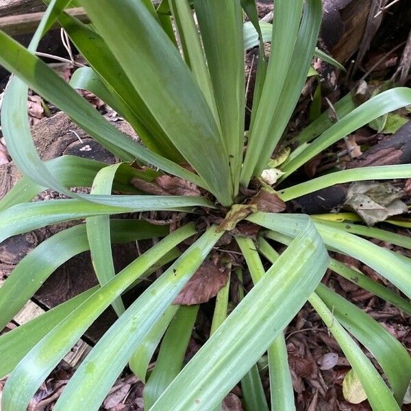 Yucca filamentosa Leht