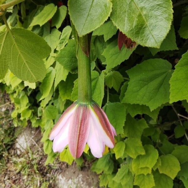 Passiflora tripartita Bloem