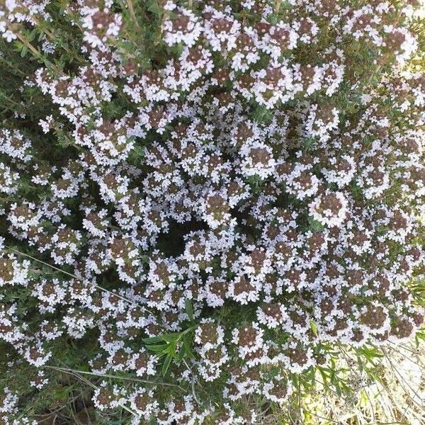 Thymus vulgaris Blomma