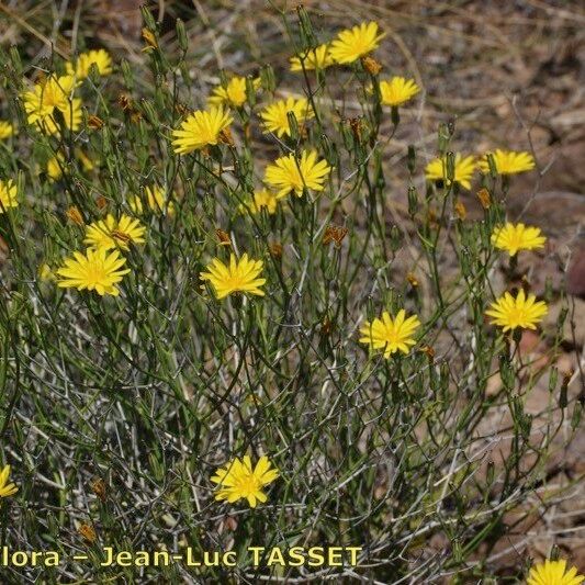 Launaea lanifera Συνήθη χαρακτηριστικά