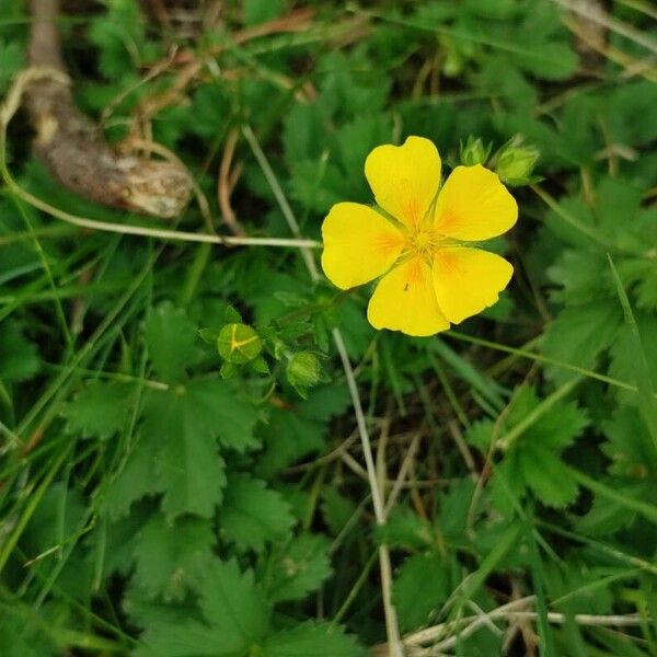 Potentilla grandiflora 花