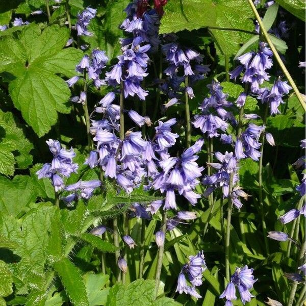 Hyacinthoides hispanica Квітка