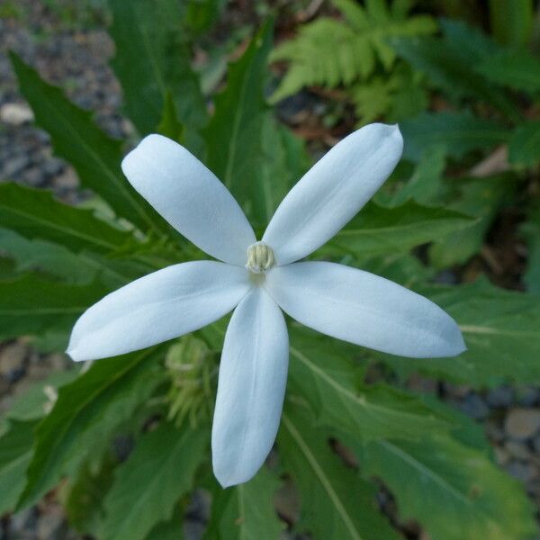 Hippobroma longiflora Blüte