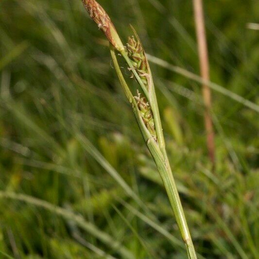 Carex vaginata Gyümölcs