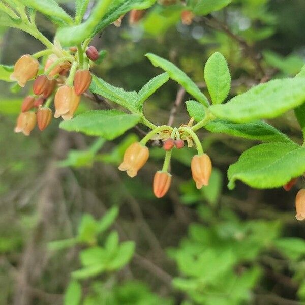 Rhododendron menziesii Bloem