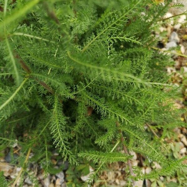 Achillea nobilis Folio