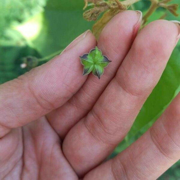 Wissadula excelsior Flower