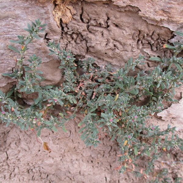 Polygonum plebeium عادت