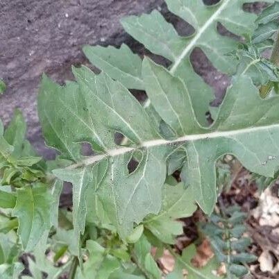 Sisymbrium irio Leaf