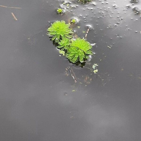 Myriophyllum aquaticum Leaf