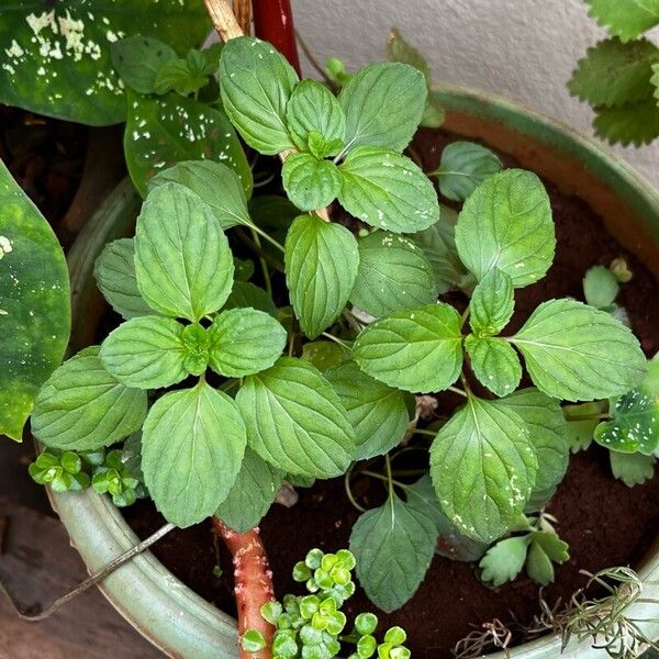 Mentha aquatica Leaf