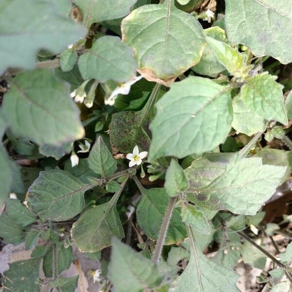 Solanum americanum برگ