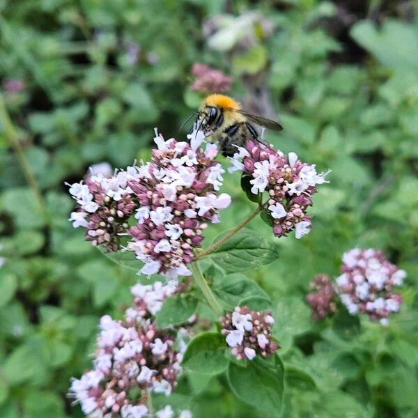 Origanum vulgare 花