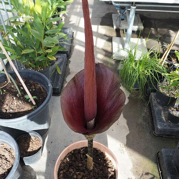 Amorphophallus konjac Habit