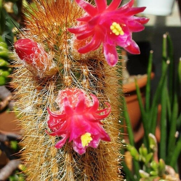 Cleistocactus baumannii Fiore