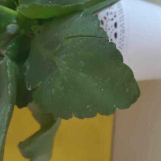 Kalanchoe blossfeldiana Leaf