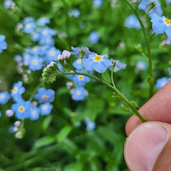 Myosotis scorpioides പുഷ്പം